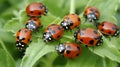 Convergent Ladybugs