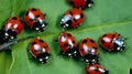 Convergent Ladybugs