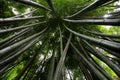 Converging green bamboo