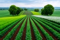 Converging lines of crops growing in colorful fields under cloudy sky Royalty Free Stock Photo