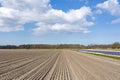 Converging lines through the fields full of flower bulbs that do not yet rise above the ground, on the far right the hyacinths are