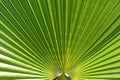 Patterns in nature, green palm frond