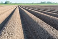 Converging lines of potato ridges shortly after planting Royalty Free Stock Photo