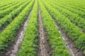 Converging long rows of carrot plants after the rain