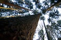 Converging pine trees