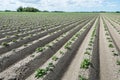 Converging ridges with young fresh green potato plants Royalty Free Stock Photo