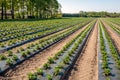 Converging rows of strawberry plants on plastic-covered ridges