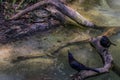 A conversation at the pond between ravens and a turtle