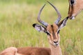 Impala antelopes in the Mlilwane Wildlife refuge, a game reserve in Swaziland.
