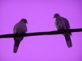 A conversation of two turtledoves Royalty Free Stock Photo