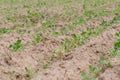 Converting agricultural acres are planted tobacco OT. watering