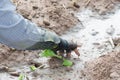 Converting agricultural acres are planted tobacco OT. watering