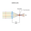 Convex lens vector illustration diagrams