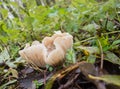 Convex Lepista or Clitocybe nebularis mushroom