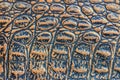 Convex scales of genuine leather, embossed under the skin of a reptile, crocodile, orange blue color. Texture, macro Royalty Free Stock Photo