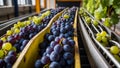 conveyor belt with fresh grapes transportation efficiency