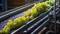 conveyor belt with fresh grapes transportation efficiency machine