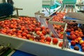 Conveyor line of calibrating and packaging fruits with peaches