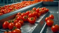 conveyor line with fresh tomatoes process business