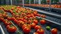 conveyor line with fresh tomatoes process production