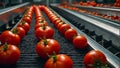 conveyor line with fresh tomatoes process production agriculture
