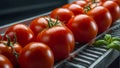 conveyor line organic fresh tomatoes healthy production agriculture juicy industry