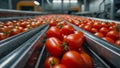 conveyor line organic fresh tomatoes process production agriculture juicy industry