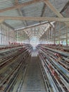 conveyor production line of chicken eggs of a poultry farm, Layer Farm housing, Agriculture