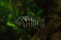 The convict cichlid Amatitlania nigrofasciata.