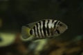 The convict cichlid Amatitlania nigrofasciata.