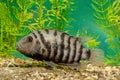 Convict cichlid Royalty Free Stock Photo