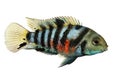 Convict cichlid Amatitlania nigrofasciata zebra cichlids aquarium fish