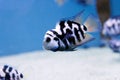 The convict cichlid fish - (Amatitlania nigrofasciata)