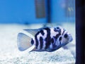 The convict cichlid fish - (Amatitlania nigrofasciata)