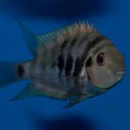 Male Convict Cichlid