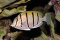 Convict Surgeonfish Royalty Free Stock Photo