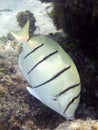 Convict Surgeonfish macro Royalty Free Stock Photo