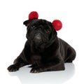 Convinced pug looking to the camera Royalty Free Stock Photo