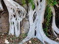 Moreton Bay Fig Tree Root System, Sydney, Australia Royalty Free Stock Photo
