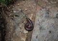 Convoluted Millipede at the Blyde River Canyon