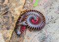 Convoluted Millipede at the Blyde River Canyon