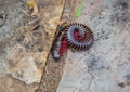 Convoluted Millipede at the Blyde River Canyon