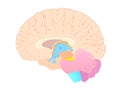 Convolutions of the brain in section