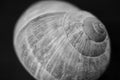 Convolutions of a snail shell close-up Royalty Free Stock Photo