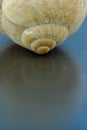 Convolutions of a snail shell close-up Royalty Free Stock Photo