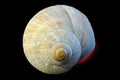 Convolutions of a snail shell close-up Royalty Free Stock Photo