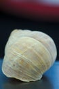 Convolutions of a snail shell close-up Royalty Free Stock Photo