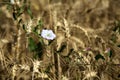 Convolvolus flowers among ears of wheat in a field in summer Royalty Free Stock Photo