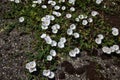 Convolvolus flowers with moss growing on the concrete Royalty Free Stock Photo