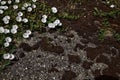 Convolvolus flowers with moss growing on the concrete Royalty Free Stock Photo